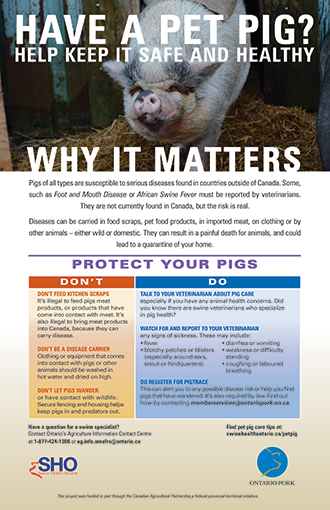 Pet Pig Care and Tips Pet Pig Care and Tips