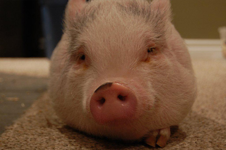 Mini Pig at Home Mini Pig at Home